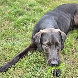 Photo of Tommy, adoptable Coonhound in East Hartford, Connecticut