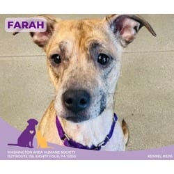 Photo of Farah, adoptable Terrier (Unknown Type, Medium) in Eighty Four, Pennsylvania