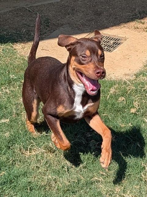 Photo of Baxter, adoptable Rottweiler in Plano, Texas