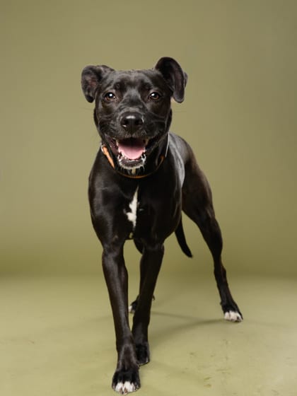 Photo of Angel, adoptable dog in Atlanta, Georgia