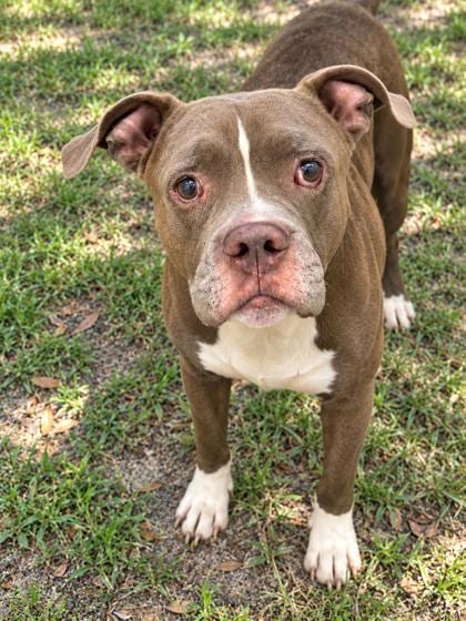 Photo of Sawyer, adoptable Pit Bull Terrier in Inverness, Florida