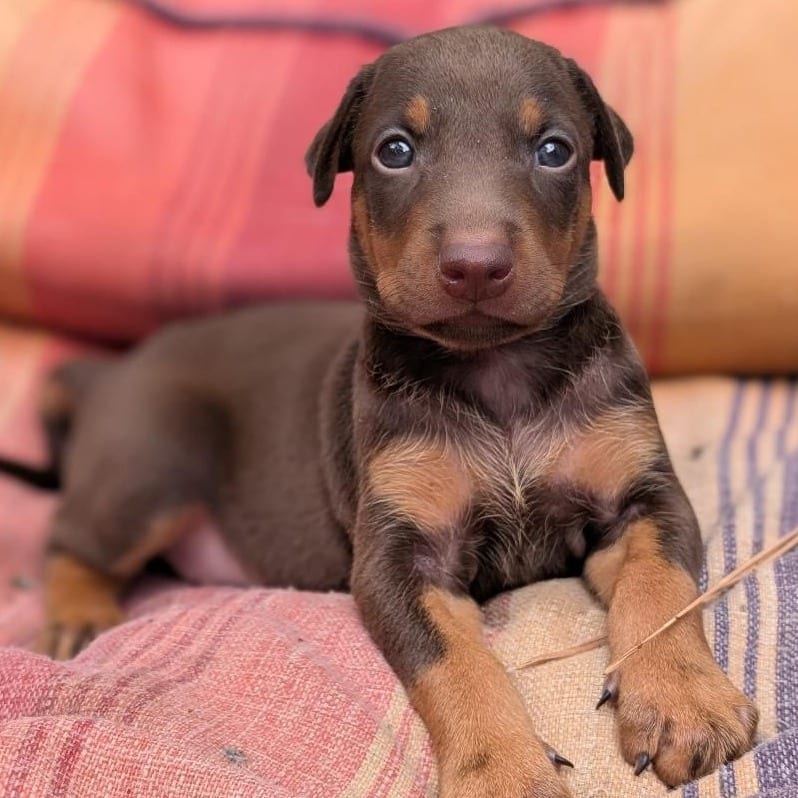 Photo of Adelaide, adoptable Pinscher, Doberman / Mixed Breed (Medium) in Oceanside, California