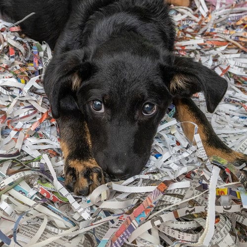 Photo of Wonka, adoptable Labrador Retriever in St Louis, Missouri