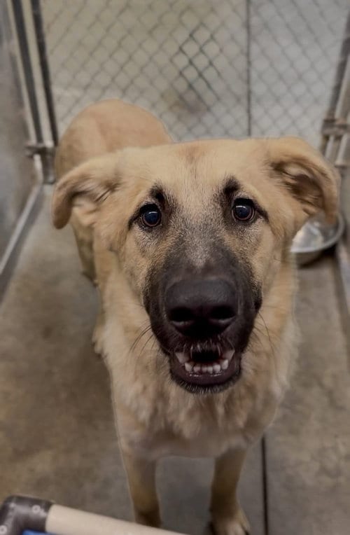 Photo of Atticus, adoptable Anatolian Shepherd in Crystal, Minnesota