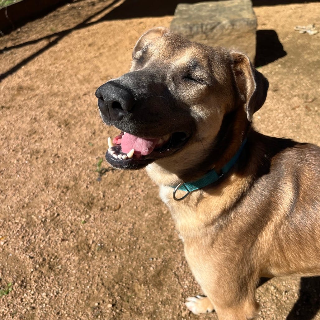 Photo of Buddy, adoptable Hound / Mix in Houston, Texas