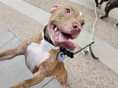 Photo of Coco, adoptable American Pit Bull Terrier in Mesa, Arizona