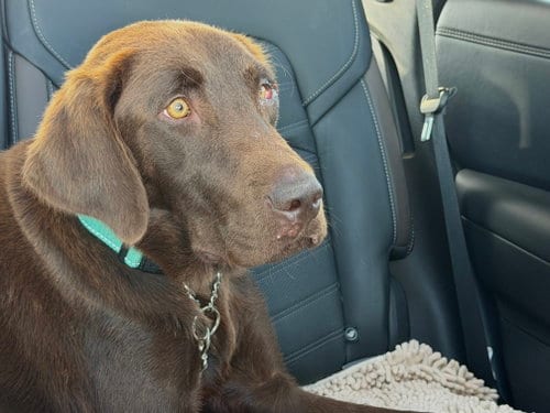 Photo of Honey, adoptable Labrador Retriever in Denton, Texas