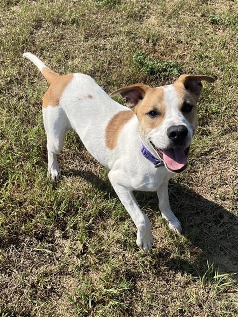 Photo of Croissant, adoptable Pit Bull Terrier in Augusta, Georgia
