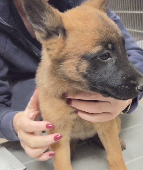 Photo of Argus, adoptable German Shepherd Dog in Van Nuys, California