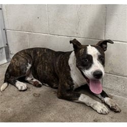 Photo of Ayla Rose, adoptable American Pit Bull Terrier in San Bernardino, California
