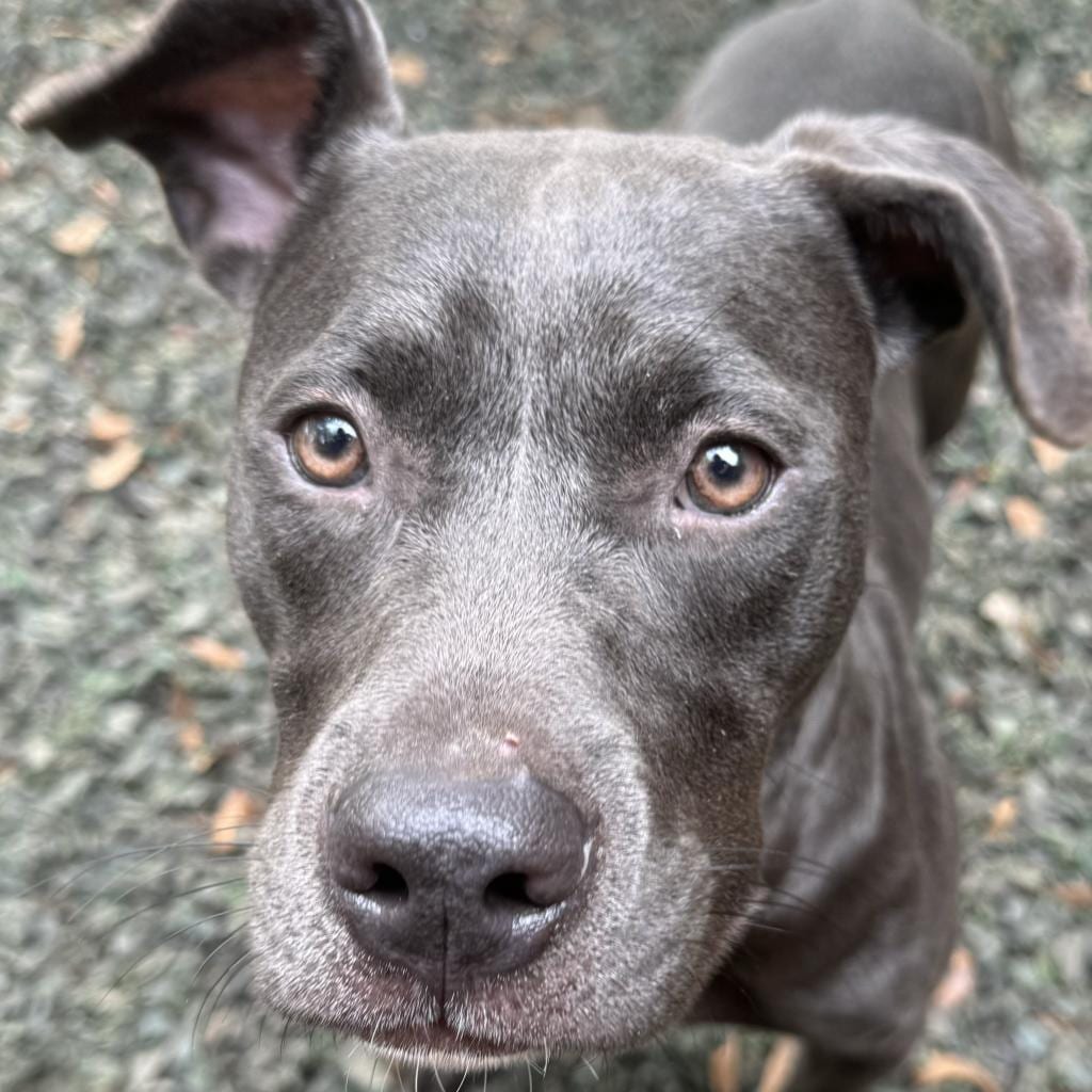 Photo of Brienne, adoptable Mixed Breed (Medium) in Decatur, Georgia