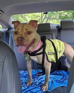 Photo of Lyn, adoptable American Pit Bull Terrier in Clyde, North Carolina