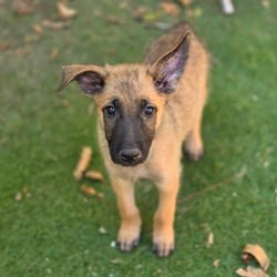Photo of Jaxson LLD, adoptable Belgian Malinois Mixed Breed (Medium) in Salem, Oregon