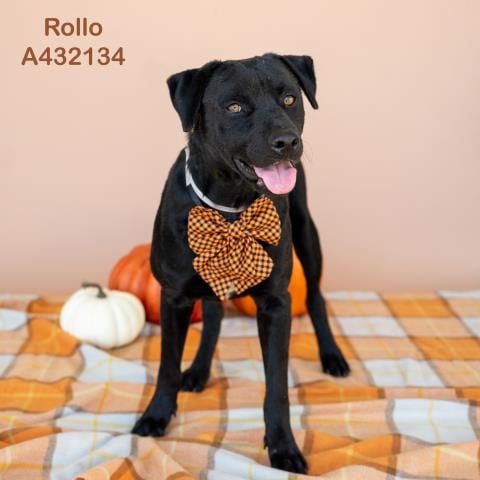 Photo of Rollo, adoptable Pit Bull Terrier in Conroe, Texas