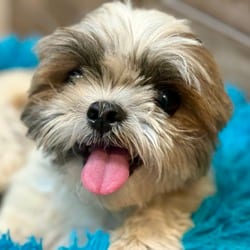 Photo of Fiyero, adoptable Shih Tzu in Hondo, Texas