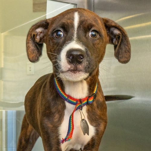 Photo of Loaf, adoptable Pit Bull Terrier in Maryland, Missouri