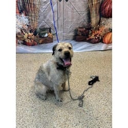 Photo of Bobby Bubbles, adoptable Border Terrier in Doral, Florida