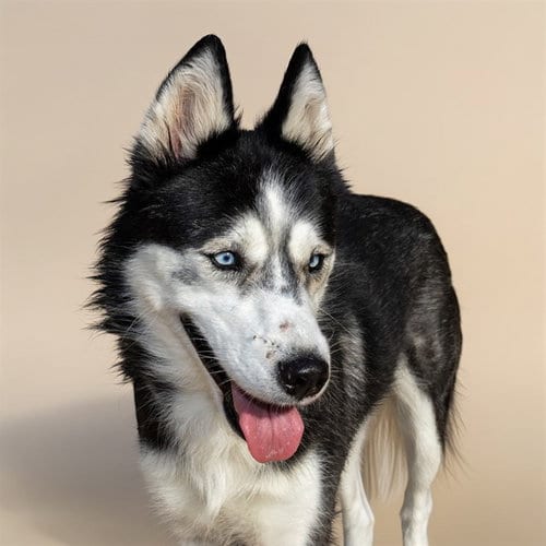 Photo of Kita, adoptable Siberian Husky in St Louis, Missouri