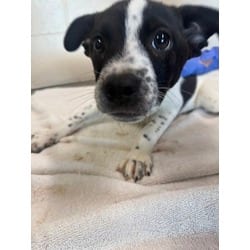 Photo of 61822890, adoptable Mixed Breed (Medium) in Baton Rouge, Louisiana