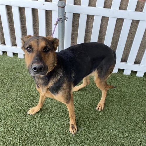 Photo of Rowan, adoptable Doberman Pinscher in Modesto, California