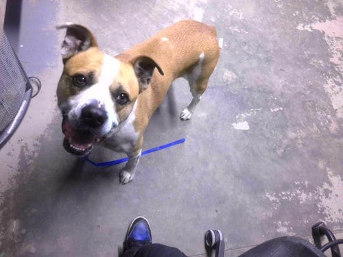 Photo of King, adoptable Bulldog in Tallahassee, Florida