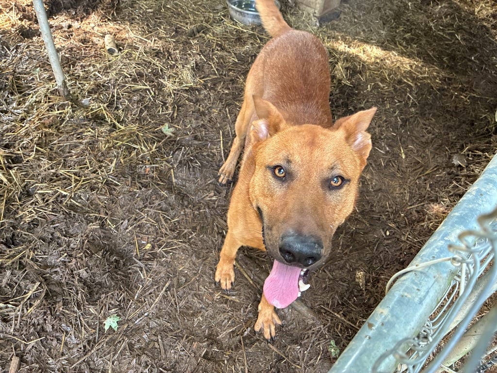 Photo of Hogan, adoptable German Shepherd Dog in Chickamauga, Georgia