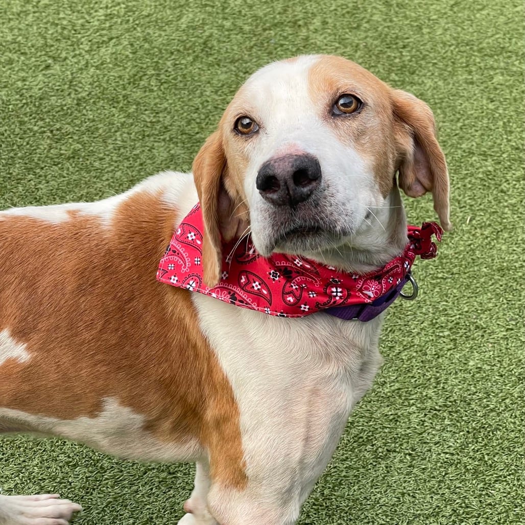 Photo of Bryan, adoptable Coonhound, Treeing Walker in Jacksonville, North Carolina