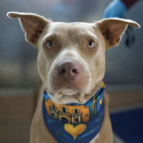 Photo of Ben, adoptable American Staffordshire Terrier in San Antonio, Texas
