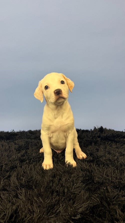 Photo of Gally, adoptable Terrier in Phoenix, Arizona