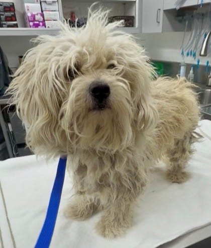 Photo of 161938, adoptable Maltese/Mix in Bakersfield, California