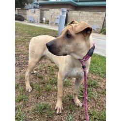 Photo of Lois, adoptable Shar Pei in Jurupa Valley, California
