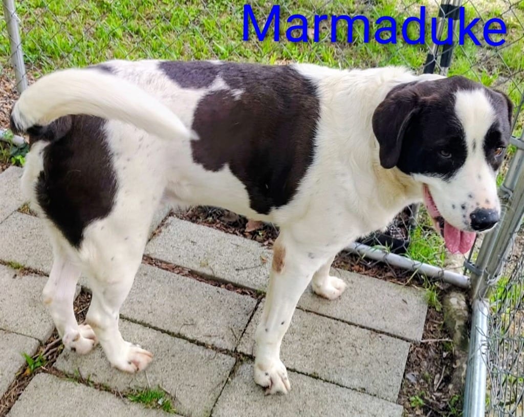 Photo of Marmaduke, adoptable Great Pyrenees in Mena, Arkansas