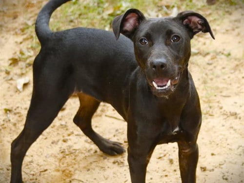 Photo of Fade, adoptable Labrador Retriever in Tallahassee, Florida