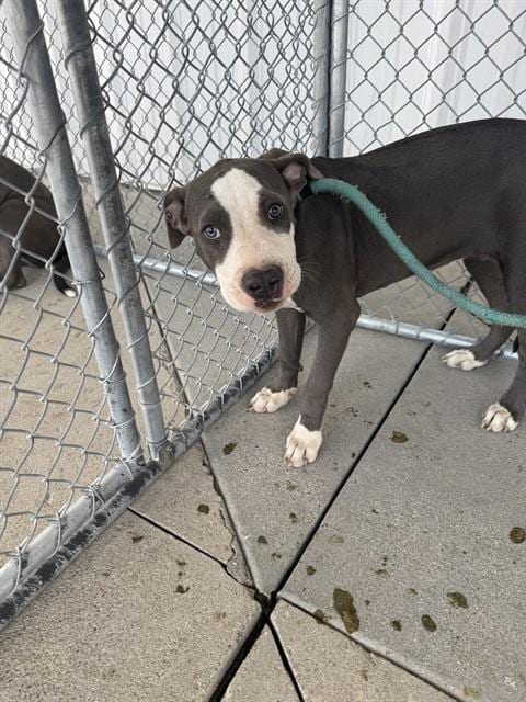 Photo of Nurse Joy, adoptable Pit Bull Terrier in Bakersfield, California