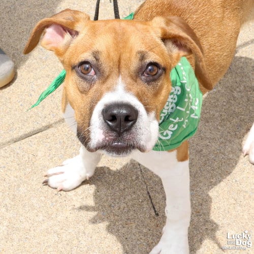 Photo of Marcie, adoptable Labrador Retriever in Washington, District of Columbia