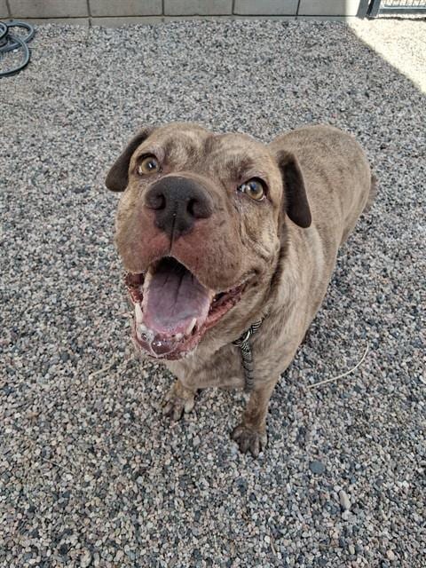 Photo of Lu Lu, adoptable Mastiff in Mesa, Arizona