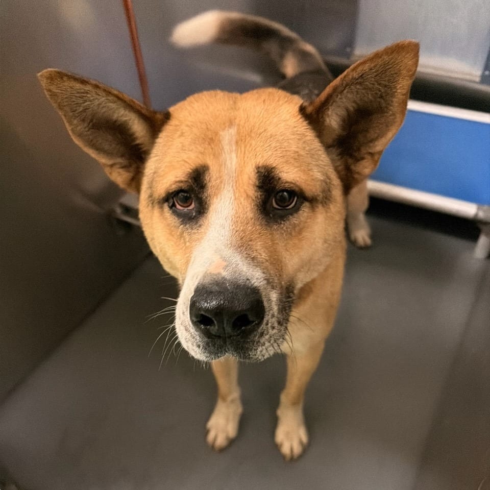 Photo of Bonzo, adoptable Mixed Breed (Large)