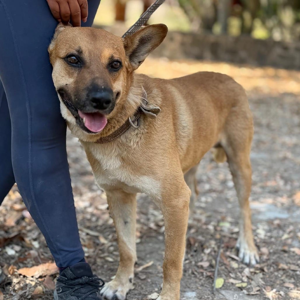 Photo of Clarence, adoptable Shepherd / Corgi, Pembroke Welsh in Bend, Oregon