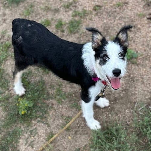 Photo of Velma, adoptable Australian Shepherd in Aurora, Colorado
