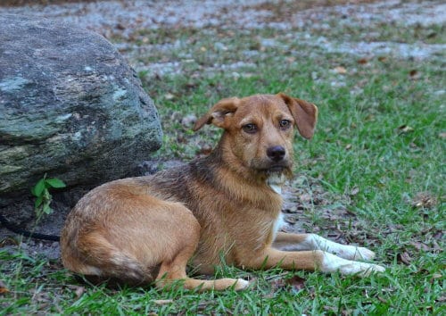 Photo of Leo, adoptable Border Terrier in Willingboro, New Jersey
