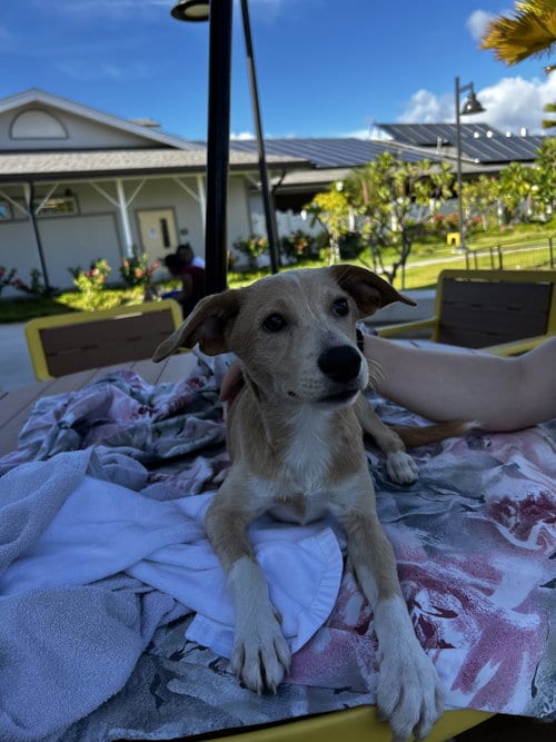 Photo of Negan, adoptable Labrador Retriever in Woodland, California