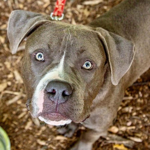 Photo of Chonks, adoptable Terrier in Canton, Connecticut