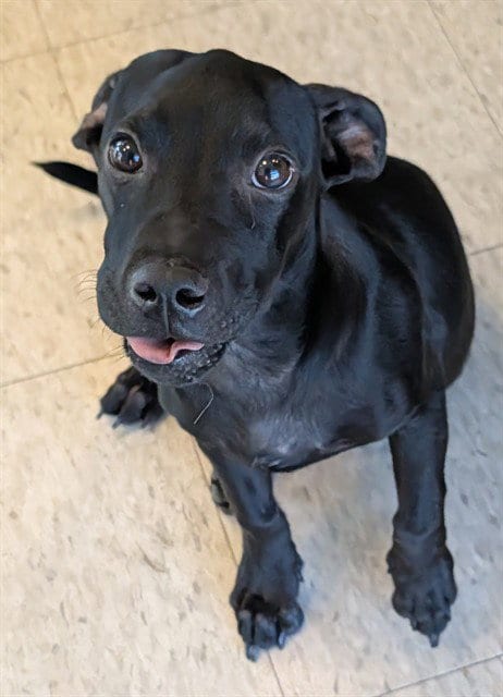 Photo of Atlas, adoptable Labrador Retriever in Plano, Texas