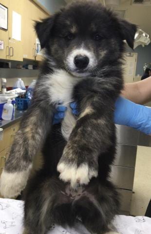 Photo of Brother Bear, adoptable Australian Shepherd in Thousand Palms, California