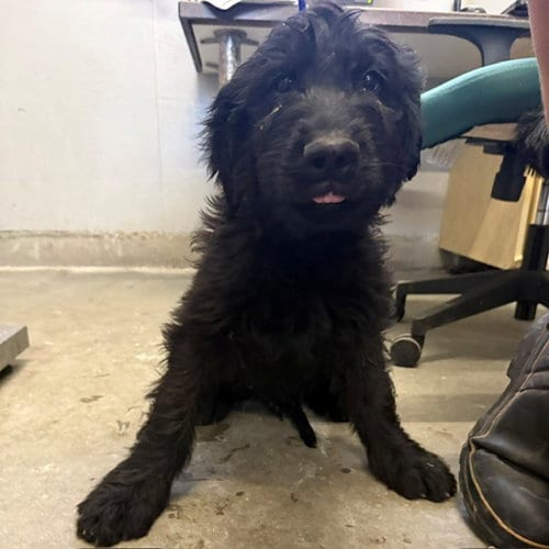 Photo of A887529, adoptable Poodle (Standard) in Camarillo, California