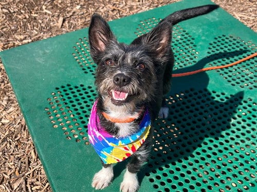 Photo of Mamas, adoptable Cairn Terrier in Orange, California