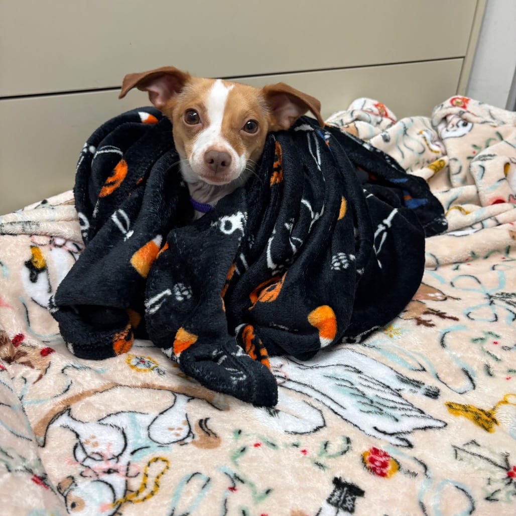 Photo of Pancake, adoptable Terrier, Jack Russell / Chihuahua, Short Coat in South Elgin, Illinois