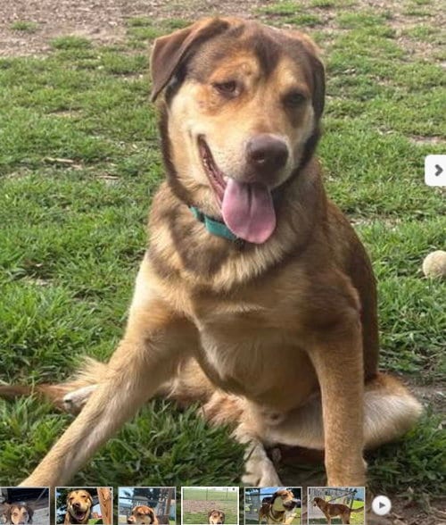 Photo of Troy, adoptable Shepherd in Rustburg, Virginia
