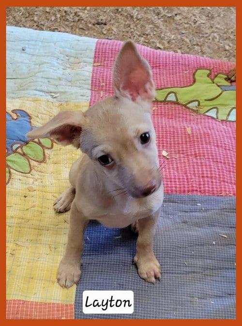 Photo of Layton, adoptable Chihuahua in Granbury, Texas