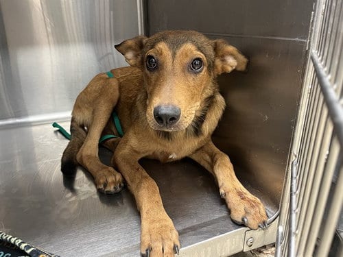 Photo of Waffles, adoptable German Shepherd Dog in Grand Prairie, Texas